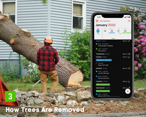 tree removal appointment scheduled