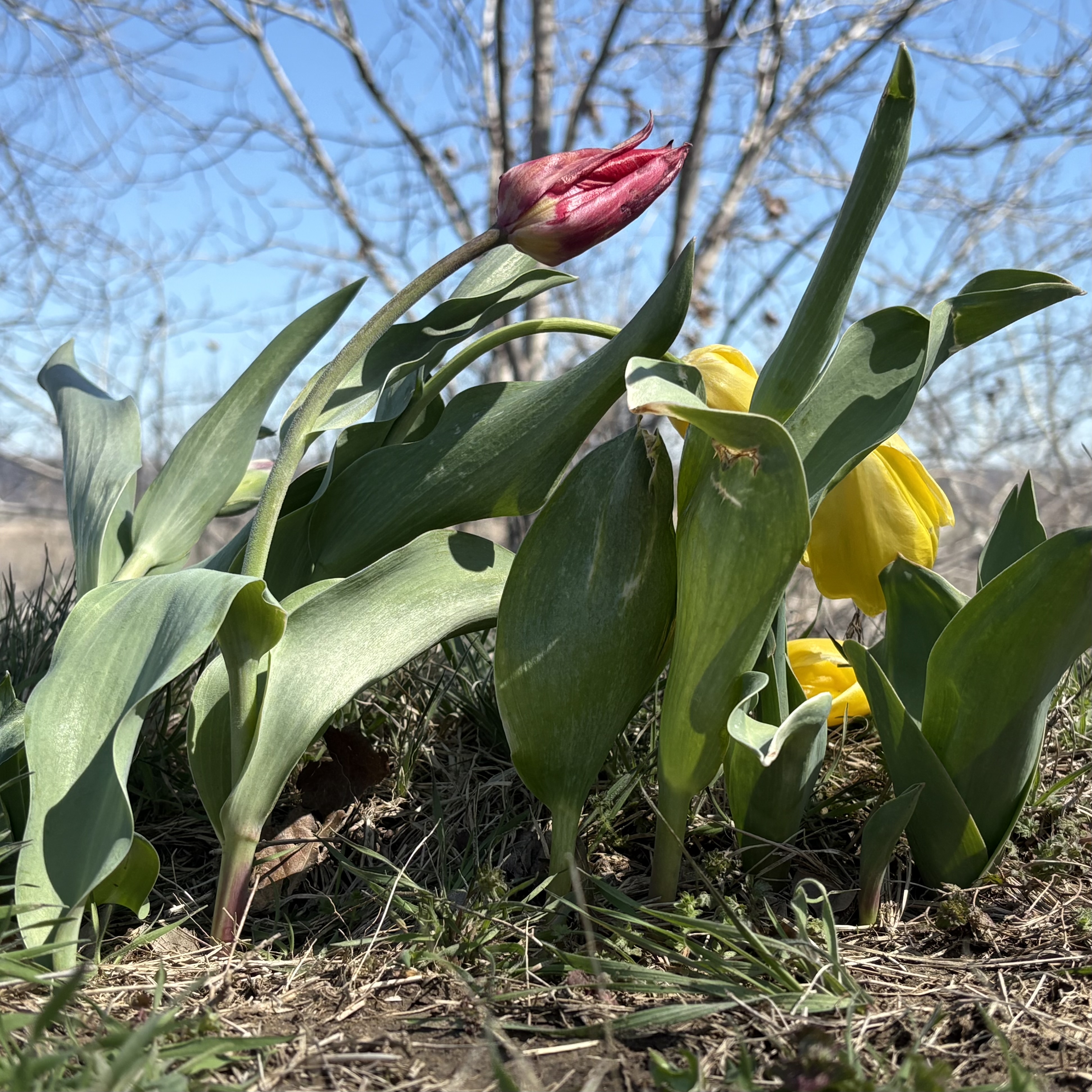 Perserverance. Tulilps after snow. 