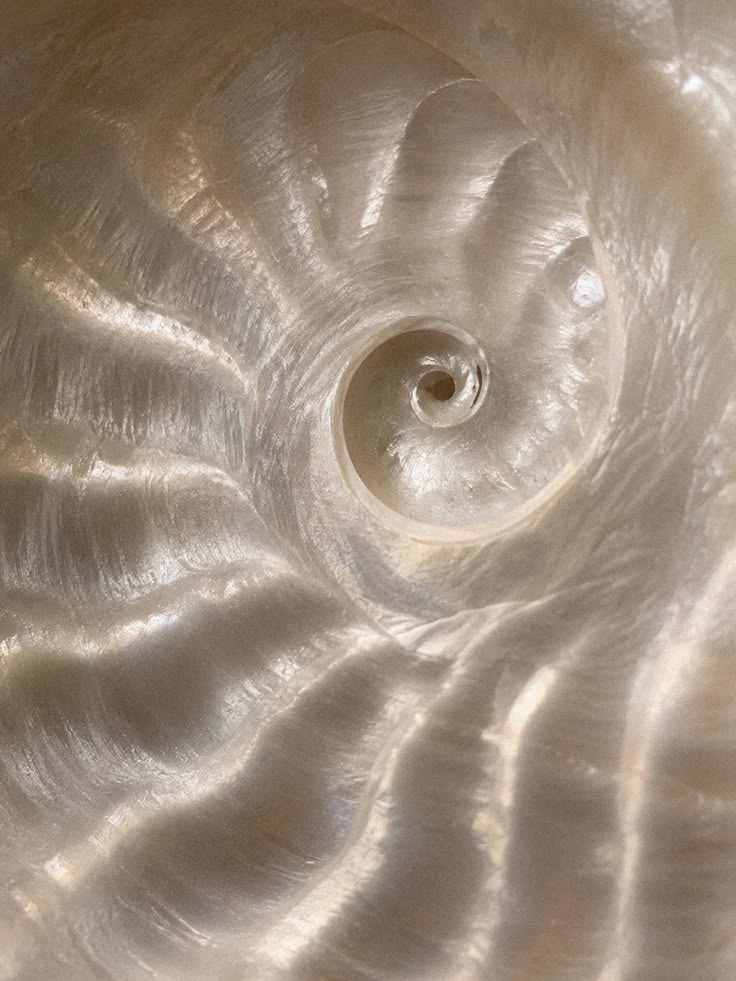 The pearly spiral inside a nautilus shell