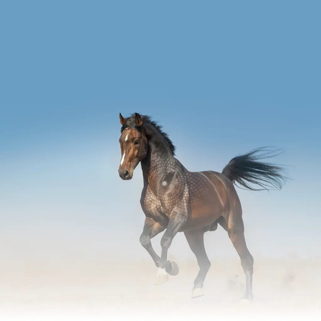 Pferd voller Energie am Laufen behandelt mit Lifewave AcuLife