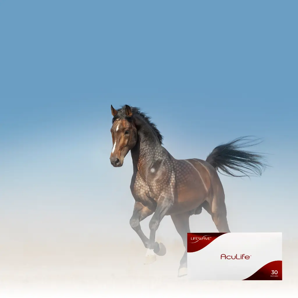 Vitales Pferd dank Lifewave AcuLife