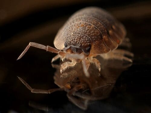 Bed Bug Chemical Treatment in Upper Arlington