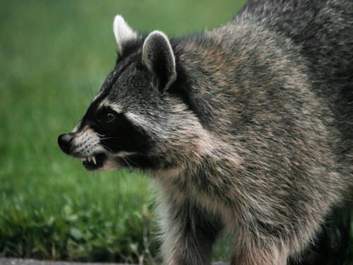 Wildlife Removal in Upper Arlington