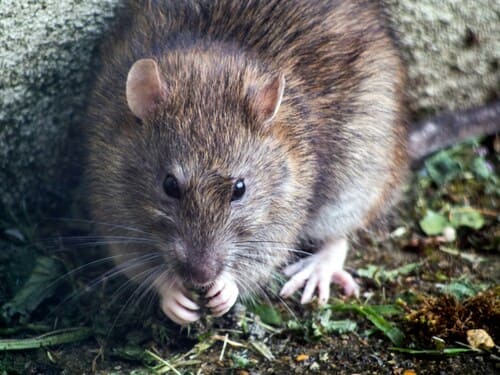 Rodent Control in Upper Arlington