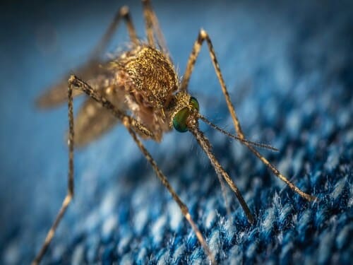 Mosquito Control in Upper Arlington