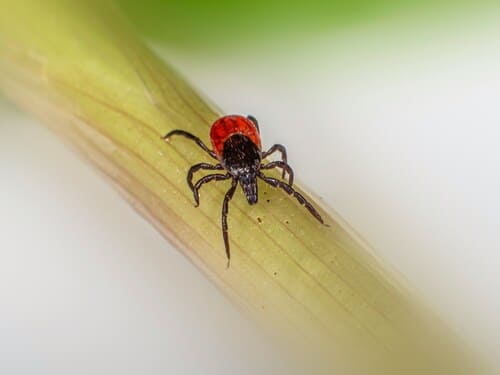 Tick Control in Upper Arlington
