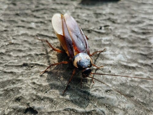 Cockroach Extermination in Upper Arlington