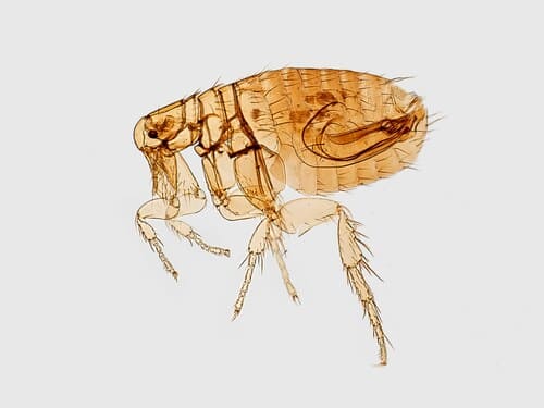 Flea Treatment in Upper Arlington