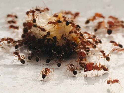Ant Control in Upper Arlington
