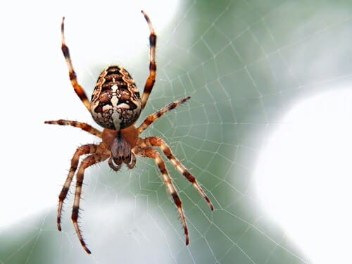 Spider Control in Upper Arlington