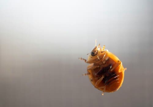 Bed Bug Heat Treatment