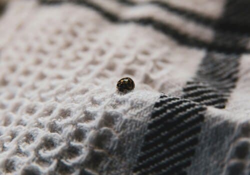 Bed Bug Heat Treatment