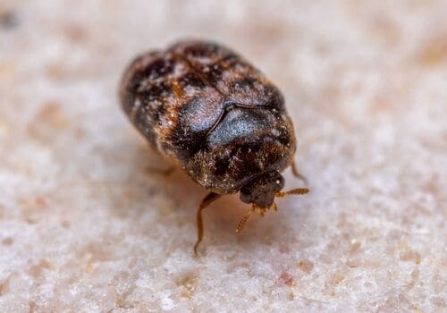  Bed Bug Heat Treatment