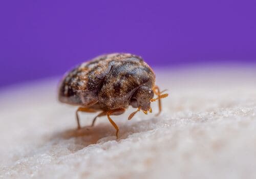 Dublin Bed Bug Chemical Treatment