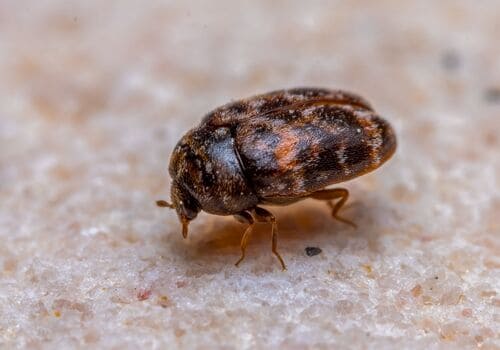  Bed Bug Heat Treatment