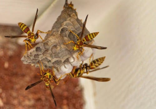  Bed Bug Heat Treatment