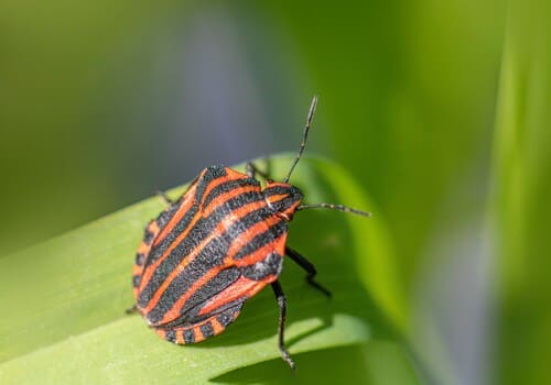 Dublin Residential Pest Control