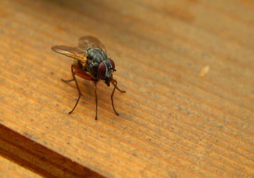 Bed Bug Heat Treatment