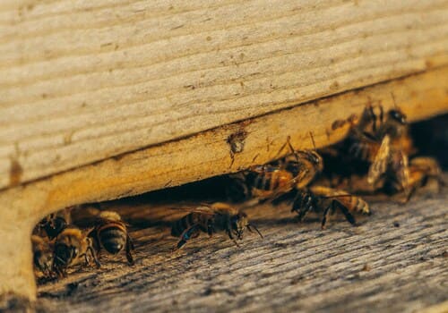 Dublin Commercial Pest Control