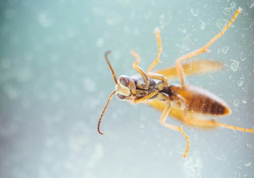  Bed Bug Heat Treatment