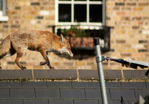 Dublin Wildlife Removal