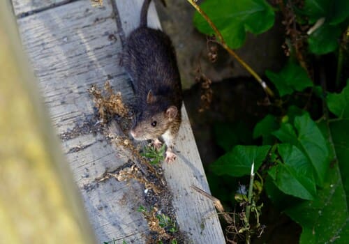 Dublin Rodent Control