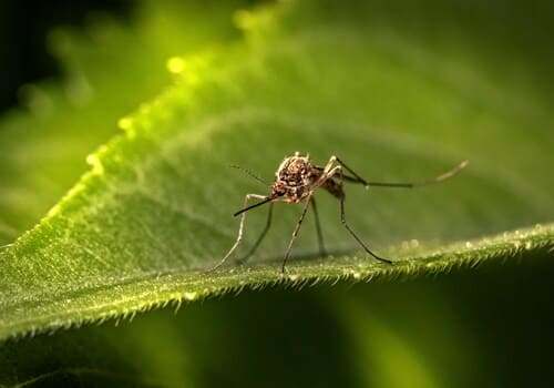 Dublin Mosquito Control