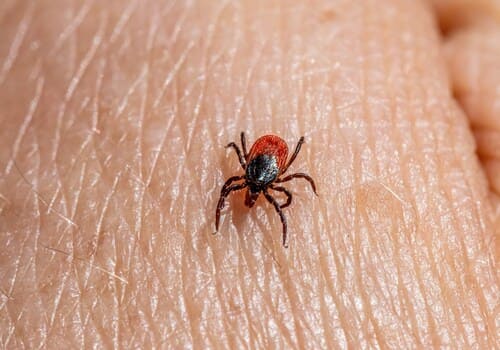  Bed Bug Heat Treatment
