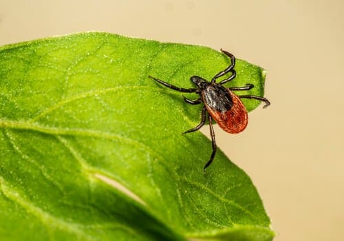 Dublin Tick Control