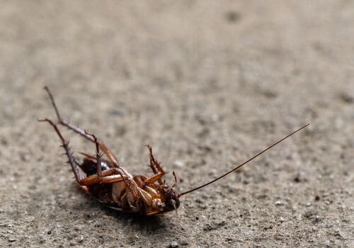  Bed Bug Heat Treatment