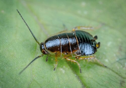  Bed Bug Heat Treatment