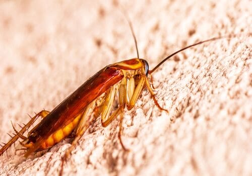 Dublin Cockroach Extermination