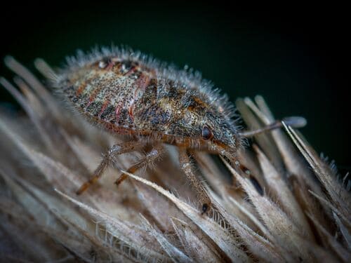  Bed Bug Heat Treatment