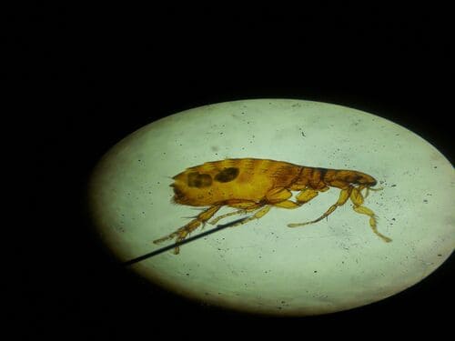 Dublin Flea Treatment