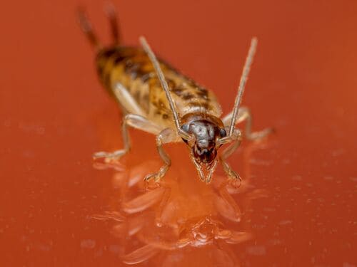  Bed Bug Heat Treatment