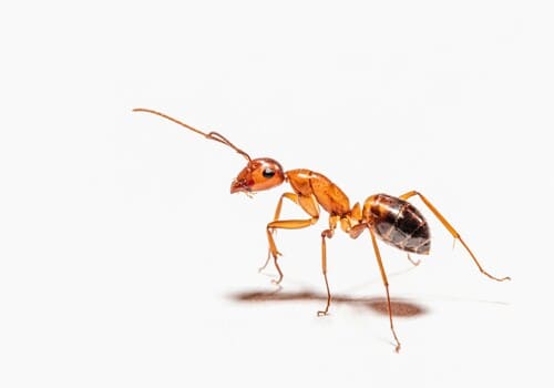  Bed Bug Heat Treatment