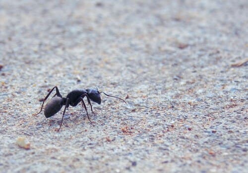  Bed Bug Heat Treatment