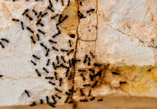 Dublin Ant Control