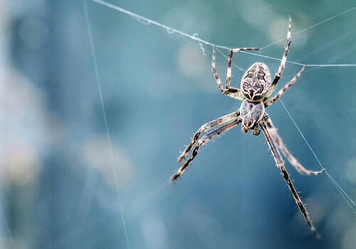 Dublin Spider Control