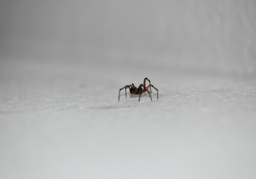  Bed Bug Heat Treatment