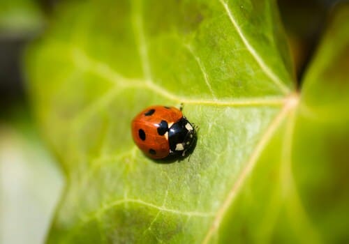  Bed Bug Chemical Treatment