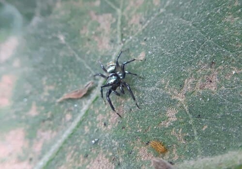 West Jefferson Residential Pest Control