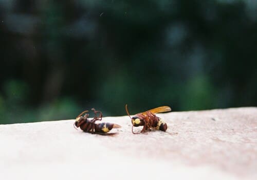 West Jefferson Bed Bug Heat Treatment