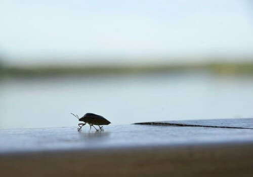  Bed Bug Chemical Treatment