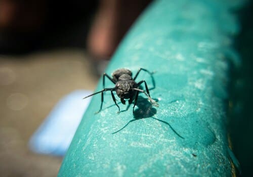 Marion Residential Pest Control