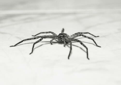 Marion Bed Bug Heat Treatment