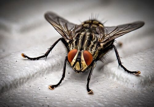  Bed Bug Chemical Treatment
