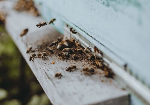 Plain City Residential Pest Control