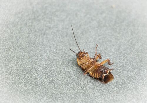 Bed Bug Chemical Treatment