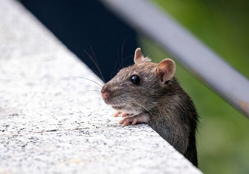 Marysville Residential Pest Control